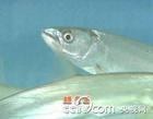 鳡鱼苗批发价格