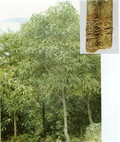 供应肉桂提取物