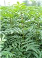 供应供应花椒苗花椒苗产地花椒苗供应商