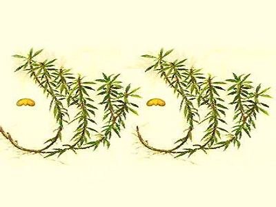 供应石杉碱甲提取物