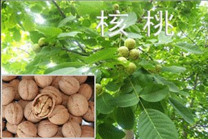 供应临汾白皮松 容器袋白皮松 白皮松幼苗