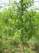 供应核桃苗苗圃 朔州核桃苗 优种核桃苗