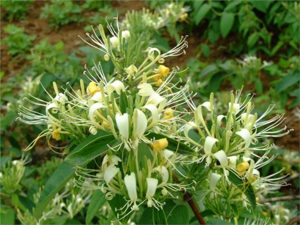 供应金银花提取物