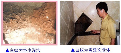 供应灭鼠消毒杀虫白蚁防治公司，灭蚊虫苍蝇，床虱子木虱子害虫