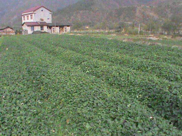 湖北中药材经销厂家直销价格公道