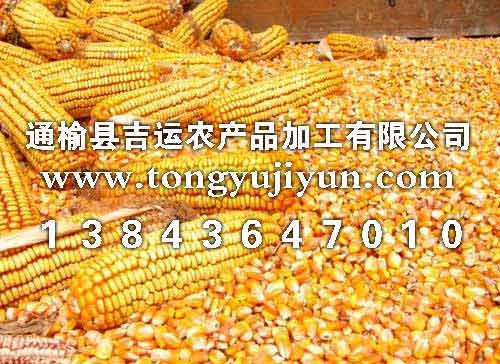 吉林玉米价格|最新玉米价格|2012玉米价格|东北玉米价格|吉运农产品