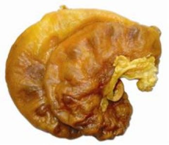 供应批发羊胎盘，澳大利亚羔羊脂肪 
