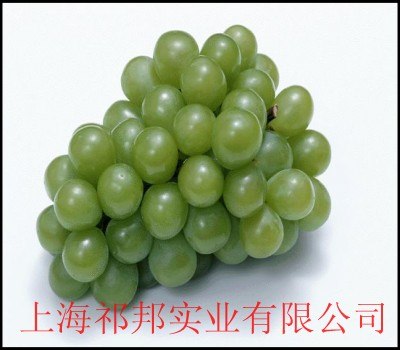 他拉胶增稠剂优质供应