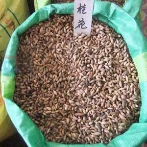 供应小叶榄仁种子，桂花种子，樱花种子