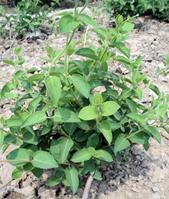 封丘金银花苗|封丘金银花苗基地|河南金银花苗