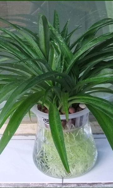 供应西湖区盆景租摆西湖区花卉租赁西湖区盆栽出租
