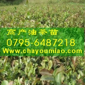 供应一年生油茶苗,嫁接油茶苗,油茶苗木,高产油茶,种植油茶苗