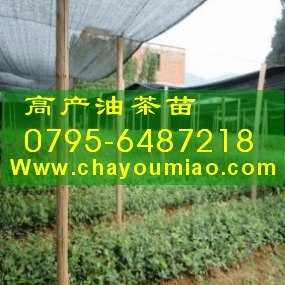 供应广东油茶苗,福建油茶苗,供应油茶苗,优质油茶苗,欢迎采购买油茶苗