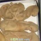 供应批发进口乌拉圭羊肚，羊拐骨批发