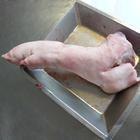 供应寿光市冷冻猪头猪蹄猪肚猪蹄筋猪鞭