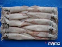 供应印尼低价批发海鲜冻品 鱿鱼