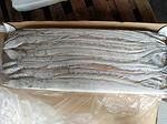 供应广西批发海鲜冻品 带鱼A，批发鱿鱼筒：