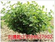求购金银花苗/购买金银花苗/购金银花苗/汇丰一号金银花