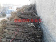 供应花椒树苗批发，花椒树苗价格，花椒树苗绿篱，花椒树苗围墙