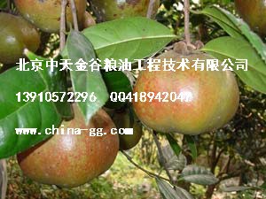 供应茶油设备\茶籽油设备\油茶籽油设备\茶籽压榨设备\茶籽浸出设备\茶油精炼