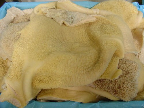 供应牛百叶牛蹄筋牛柳牛腩