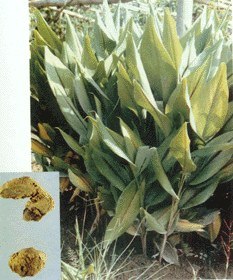 供应莪术提取物