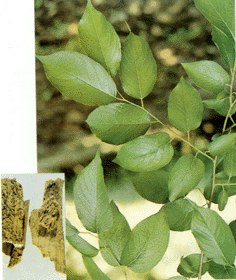 供应杜仲皮提取物