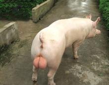 供应衡水仔猪价格