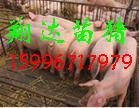 供应邯郸仔猪价格