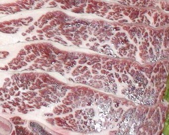 青岛冷冻IBP牛仔骨牛柳牛肋骨牛心管