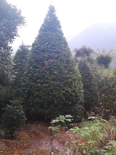 各种大小红豆杉桂花茶花红枫竹柏雪松广玉兰等