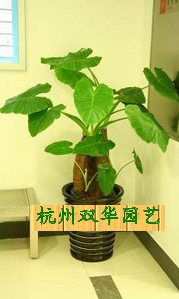 供应杭州盆景租摆公司，杭州盆景出租公司，杭州双华园艺公司