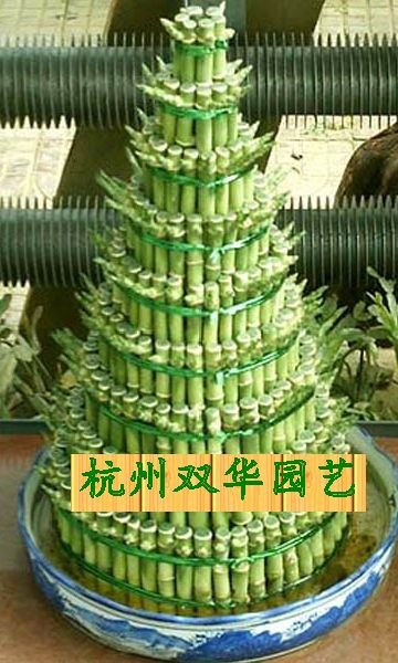 供应萧山花卉租赁，萧山盆景出租，萧山绿化植被公司