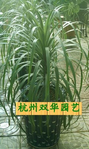 供应滨江室内盆景租摆，观赏，杭州双华园艺