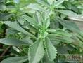 供应亦菜 亦药 亦茶——救心菜种苗 