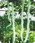 供应蛇瓜又名蛇豆、蛇丝瓜