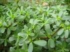 供应野菜种子 马苋菜种子