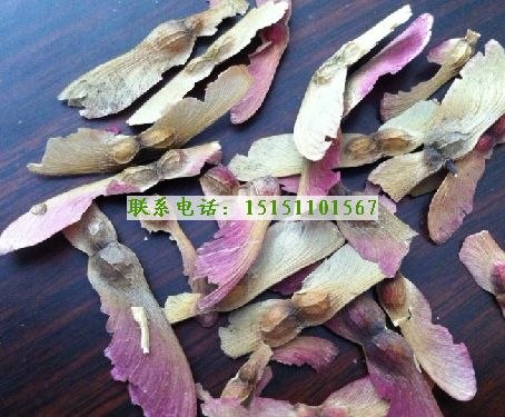 实体店供应日本红枫种子日本红枫种子价格批发