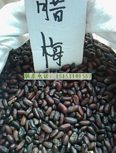 实体店供应腊梅种子腊梅种子价格梅花种子批发