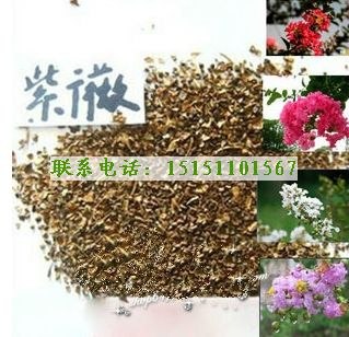 紫薇种子