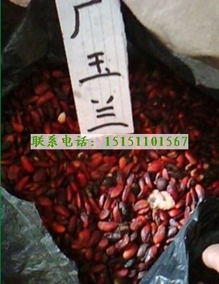批发广玉兰种子白玉兰种子紫玉兰种子玉兰种子价格