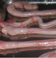 供应冻品现货批发冷冻羊鞭羊肉卷羊蝎子羊胎盘牛鞭牛蹄筋牛腩