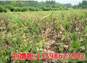 求购金银花苗/购买金银花苗/购金银花苗/汇丰一号金银花/新乡求购金银花苗