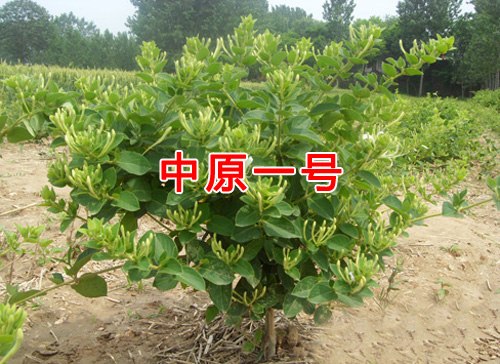 金银花苗/金银花苗价格/出售金银花苗/