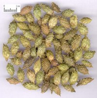 供应苍耳子提取物