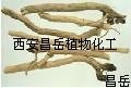 供应板蓝根提取物