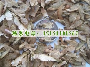 美国红枫种子_北美红枫种子_美国红枫种子价格_红枫种子批发