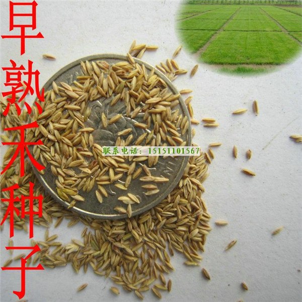早熟禾草坪种子_草坪种子价格_草籽价格_草坪种子批发