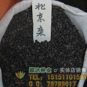 北京栾树种子_栾树种子_北栾种子价格_栾树种子批发