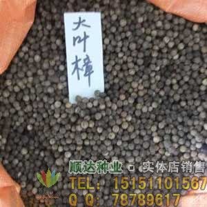 香樟种子